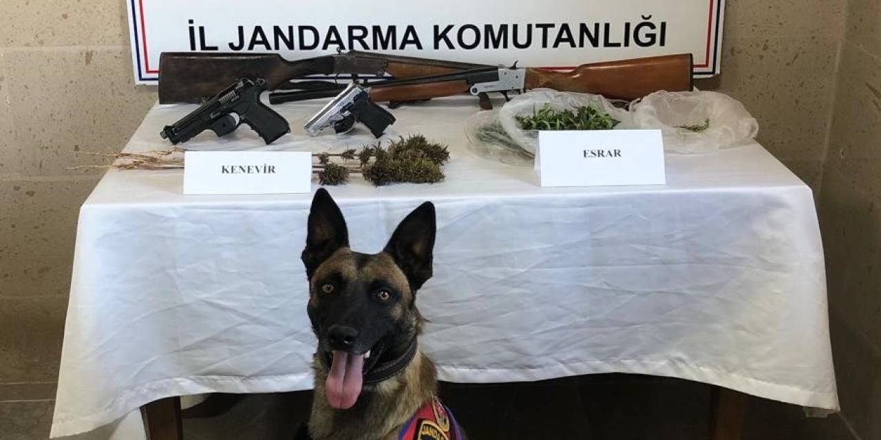 Jandarma Kenevir Yetiştiricilerini Yakaladı