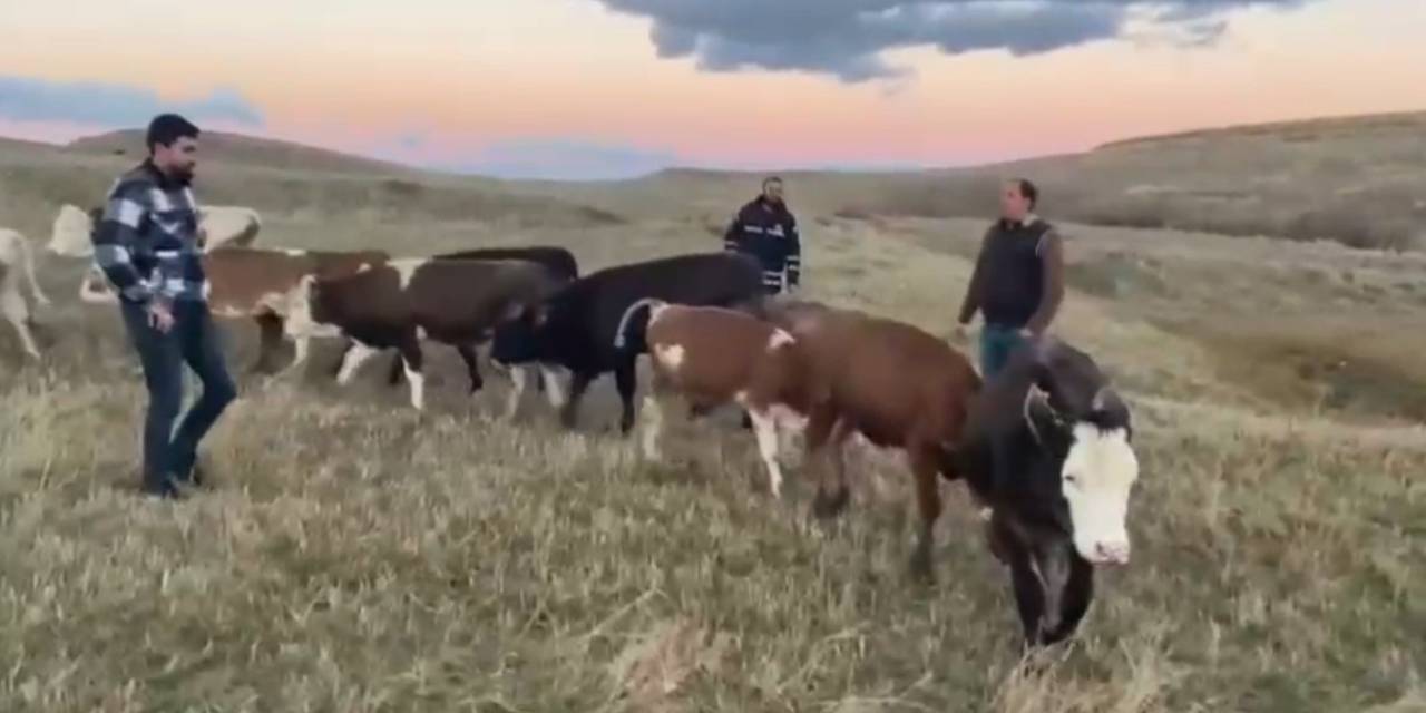 Kars’ta Hayvan Hırsızlarına Geçit Yok