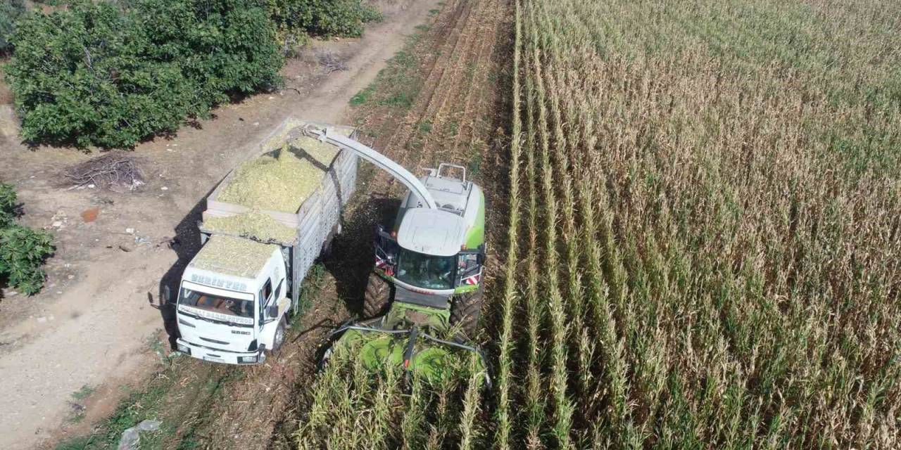 Şehzadeler Belediyesi’nden Üreticiye Silajlık Yem Desteği