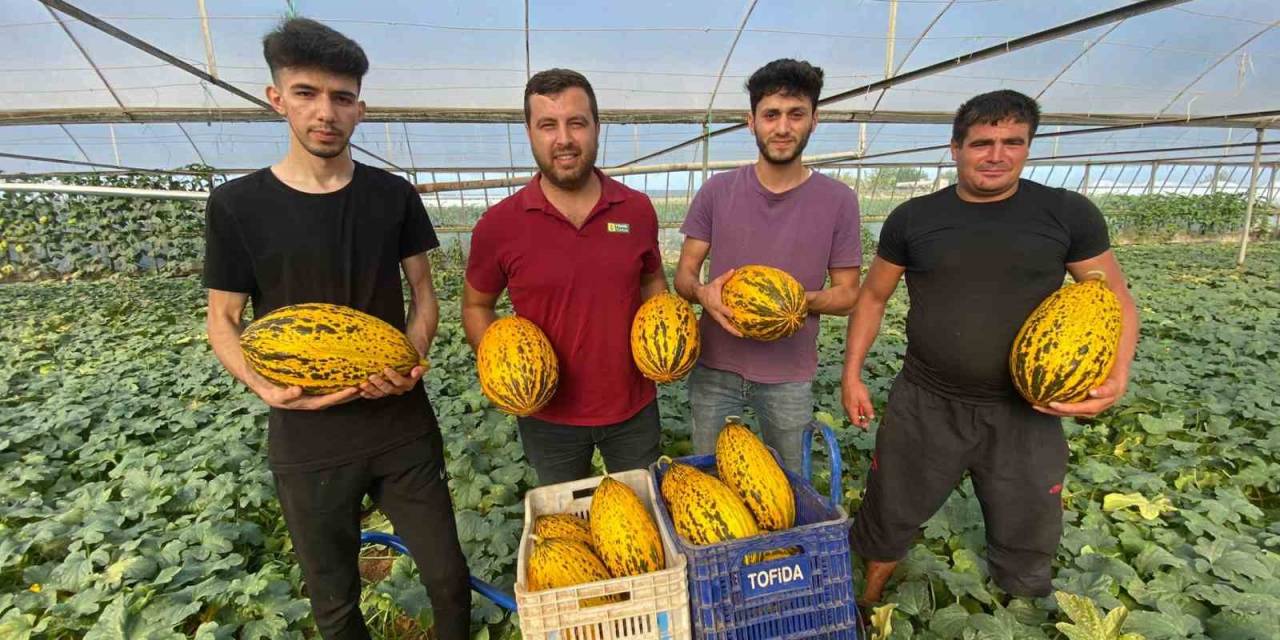 Antalya’da Örtüaltı Kavun Hasadı Üreticinin Yüzünü Güldürüyor