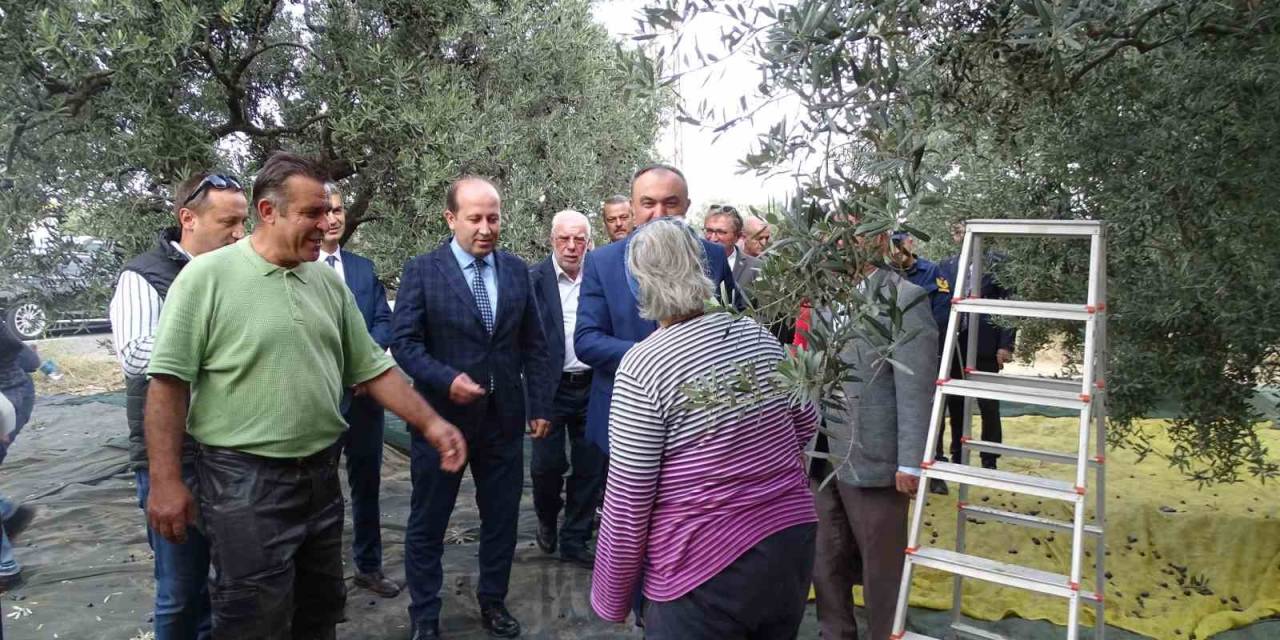 Protokol Zeytin Hasat Etti