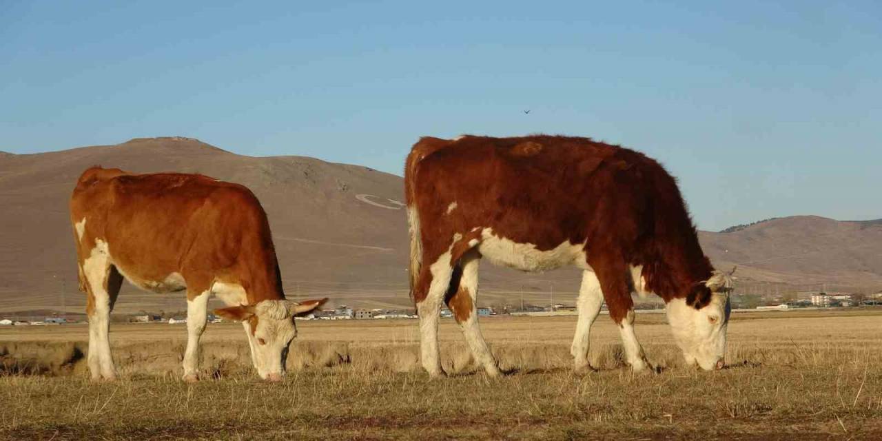 Sıcak Hava Çiftçilere Olumlu Yansıdı