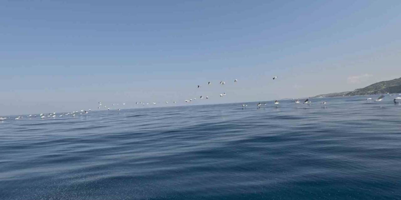 Yüzlerce Pelikan Göç Yolculuğunda Havadan Görüntülendi