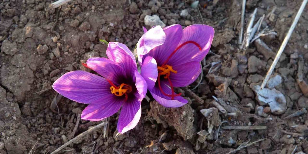 Dünyanın En Pahalı Baharatı