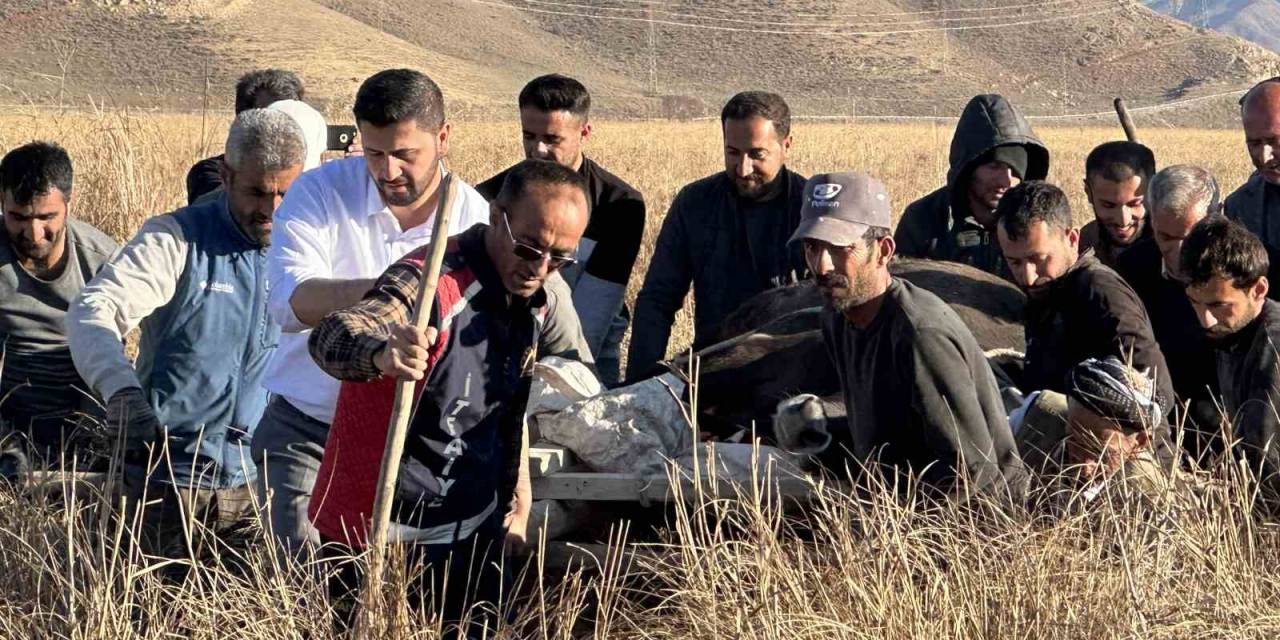 11 Gün Önce Kaybolan İneği Sedye İle Kurtarma Çalışması