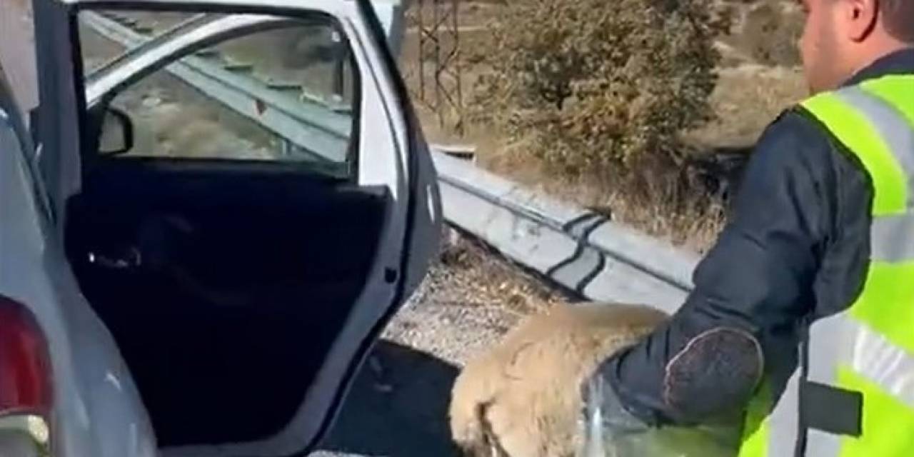 Polisten Yaralı Köpeğe Yardım Eli