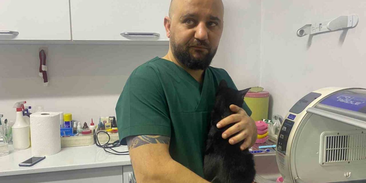 Zonguldak’ta 6. Kattan Düşen Kedinin Kaval Kemiği Kırıldı