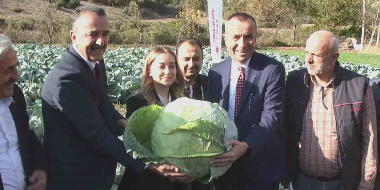 Coğrafi İşaret Yolundaki Eskipazar Lahanası Hasat Edildi