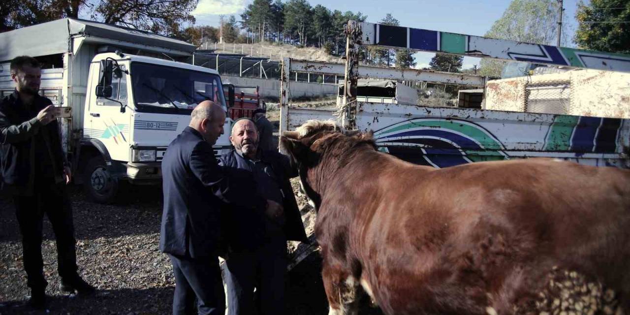 Büyükorhan Marmara’da Hayvancılığın Merkezi Oldu