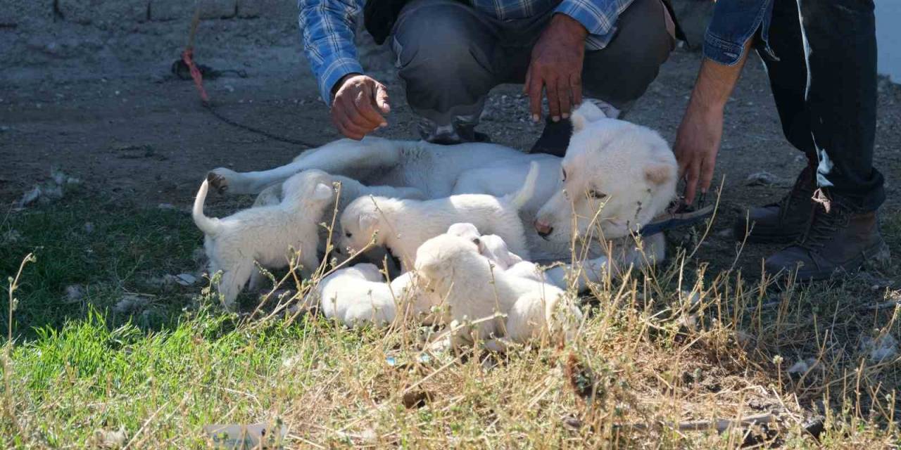 Annesiz Kalan Yavruları Başka Bir Akbaş Cinsi Köpek Sahiplendi