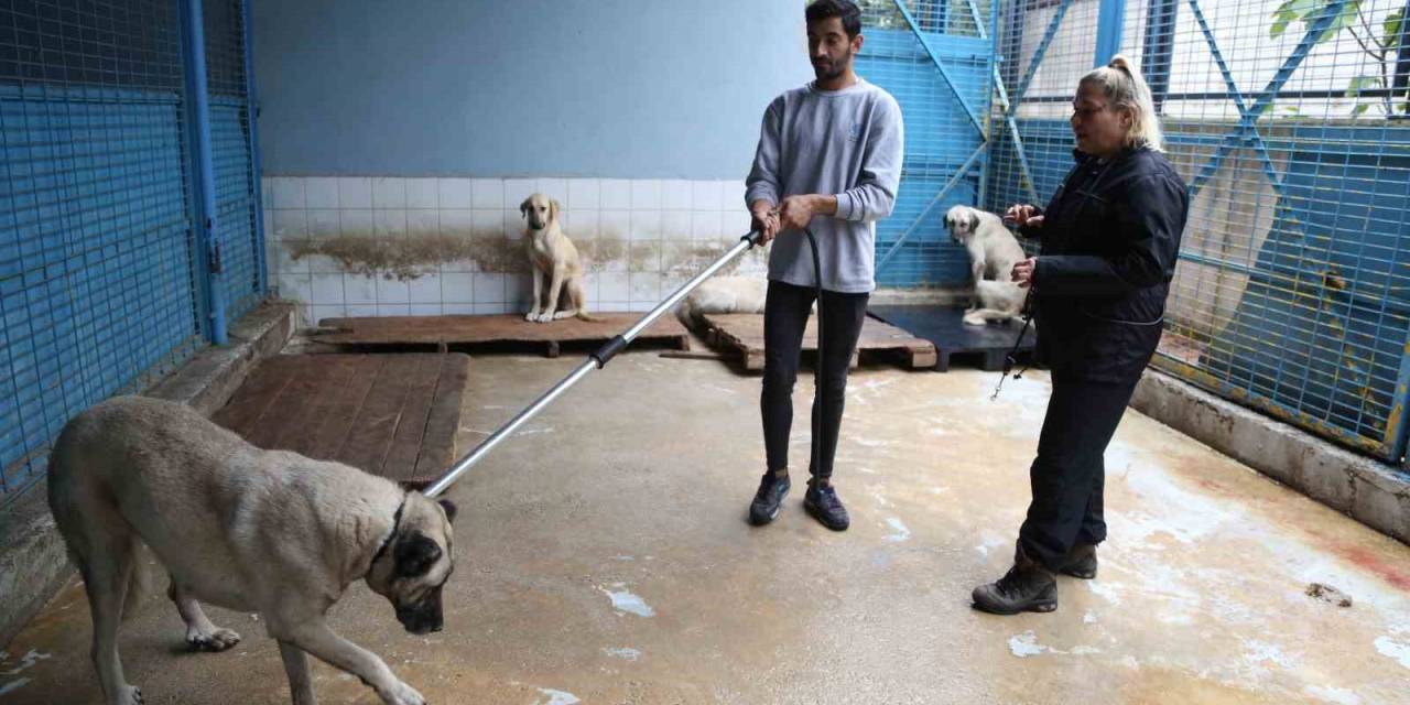 Sürü Halinde Dolaşan Sokak Köpeklerinden Korunma Tüyoları