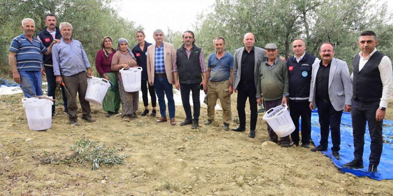 Büyükşehir, Zeytin Hasadında Da Üreticilerin Yanında