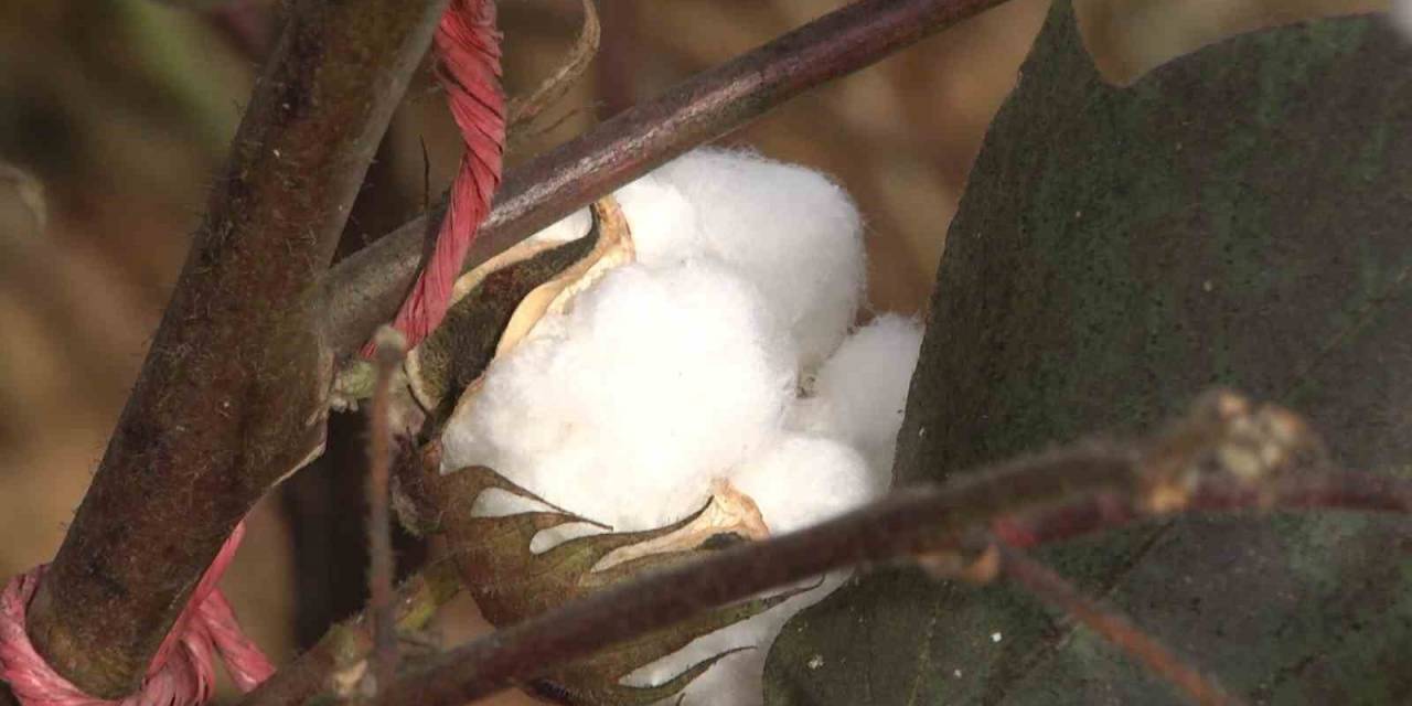 Sıcağa Dayanıklı Yerli Ve Milli Pamuk Geliştiriliyor