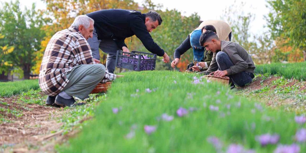 Deneme Amaçlı Başladı, Kilosu 200 Bin Liraya Satılıyor