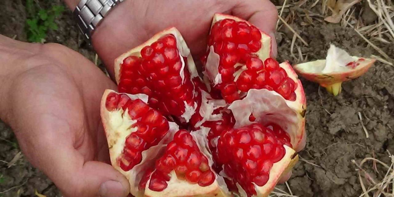 Havran Nar’ında Hasat Dönemi