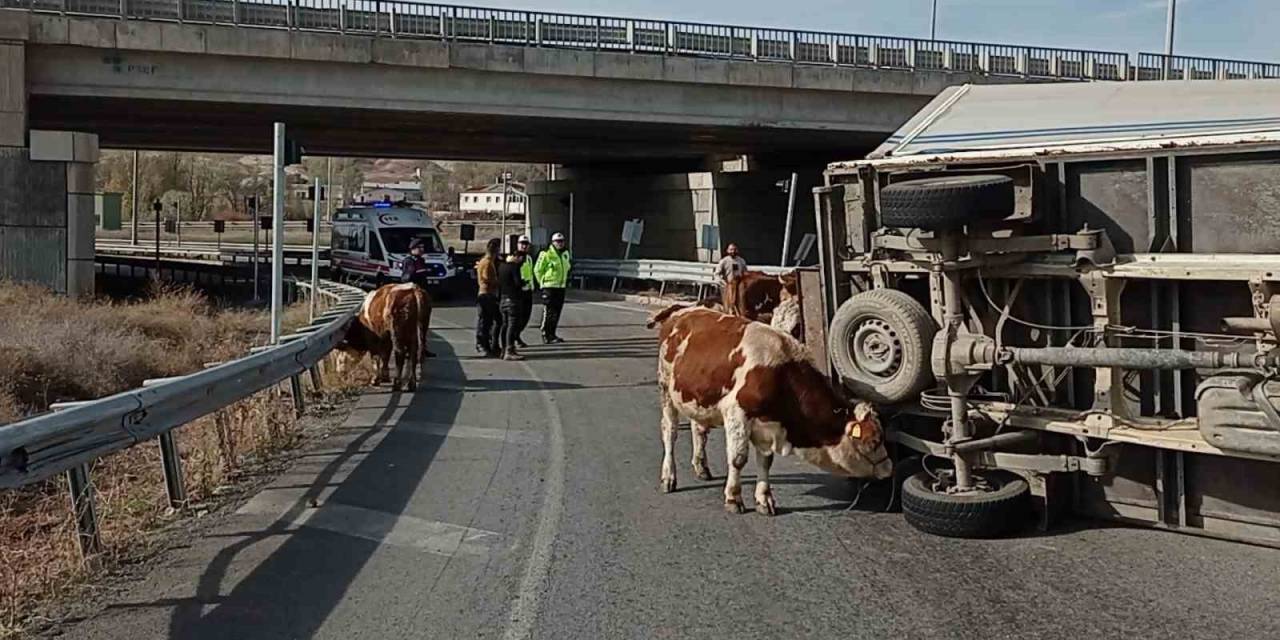 Büyükbaş Hayvanları Taşıyan Kamyonet Devrildi, Sürücü Yaralanırken, 1 Hayvan Telef Oldu