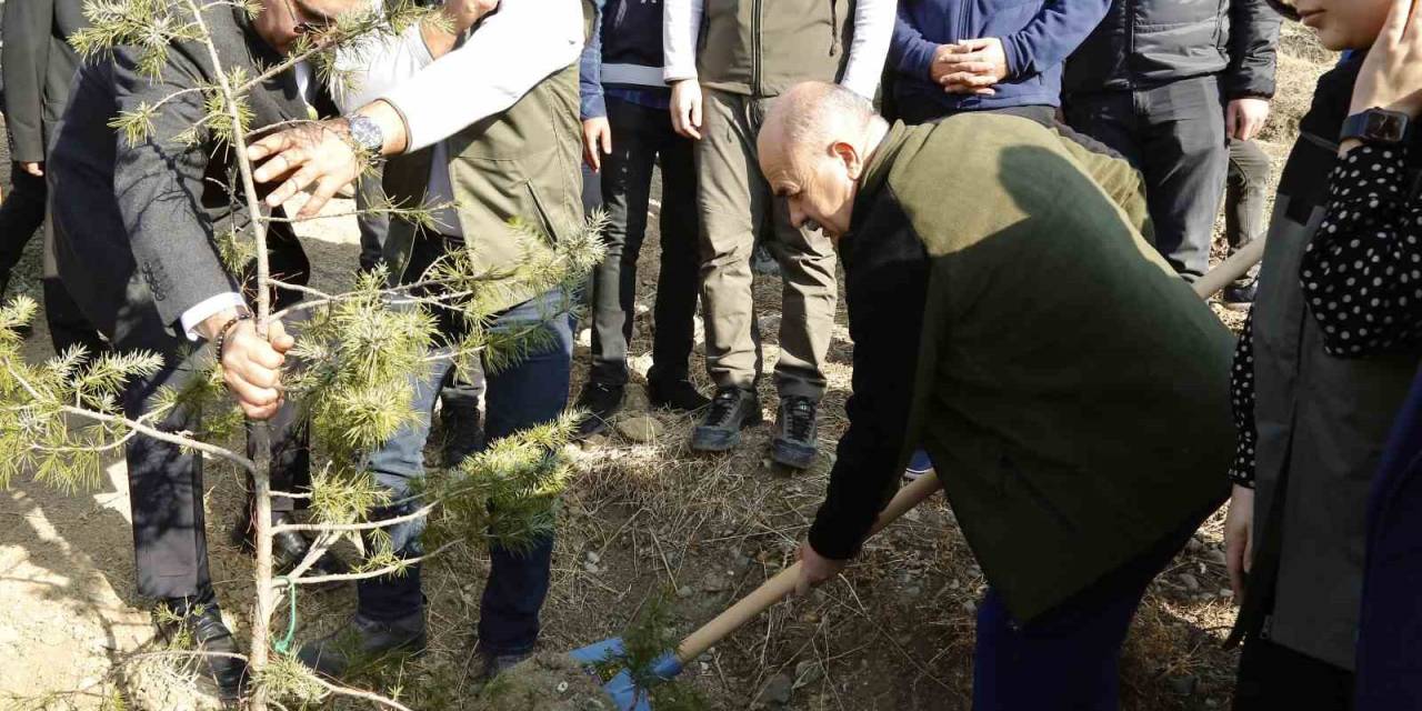 Çorum Valisi Dağlı, “20 Yılda 94 Milyon Fidanı Toprakla Buluşturduk”