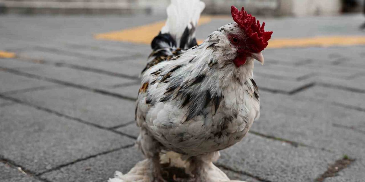İzmir Sokaklarını Omuzunda ’horoz Bıdık’ İle Karış Karış Geziyor