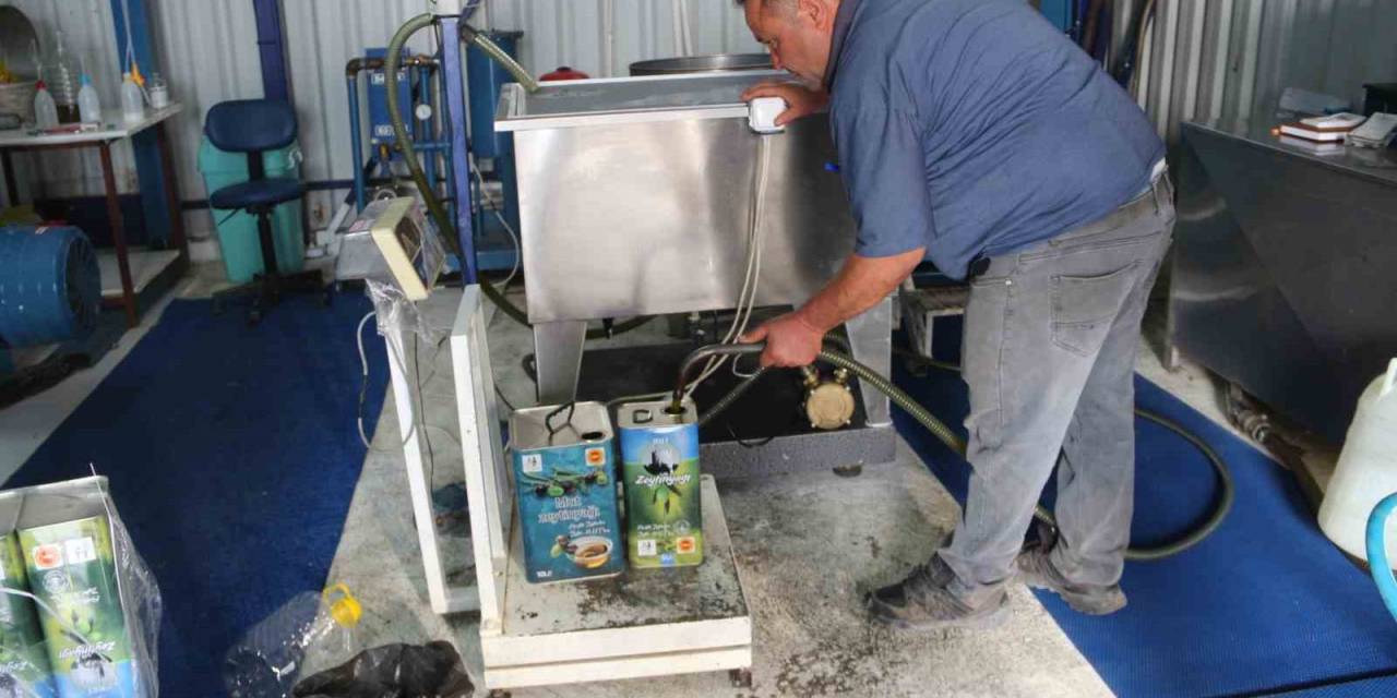 Bahçeden Sofralara Zeytinyağı Yolculuğu