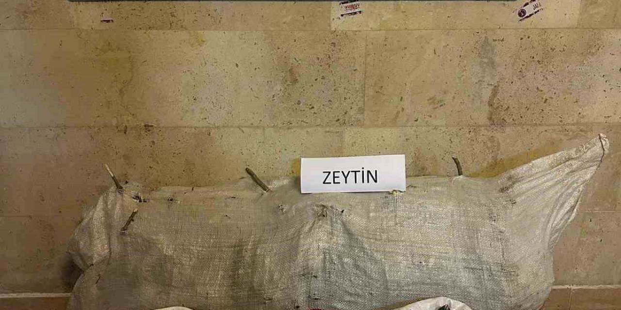 Zeytin Hırsızları Yakalandı
