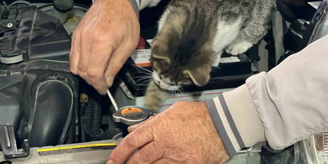 Oto Tamircisi Kedi: Nazlı