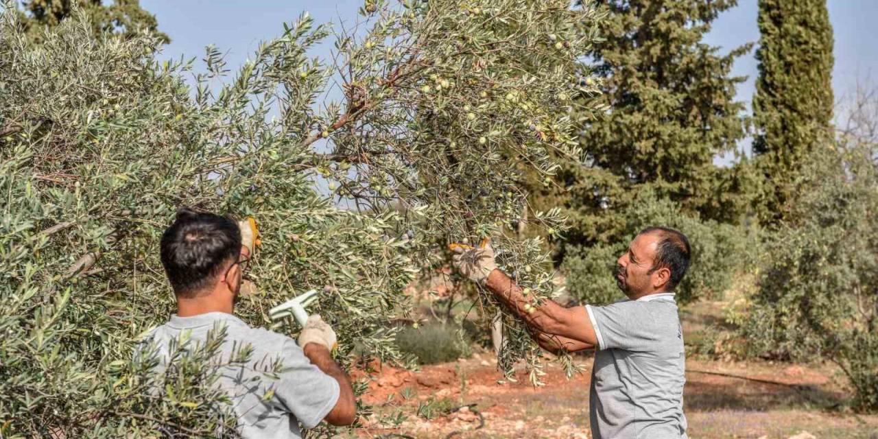 Kepez’den Zeytin Hasadı