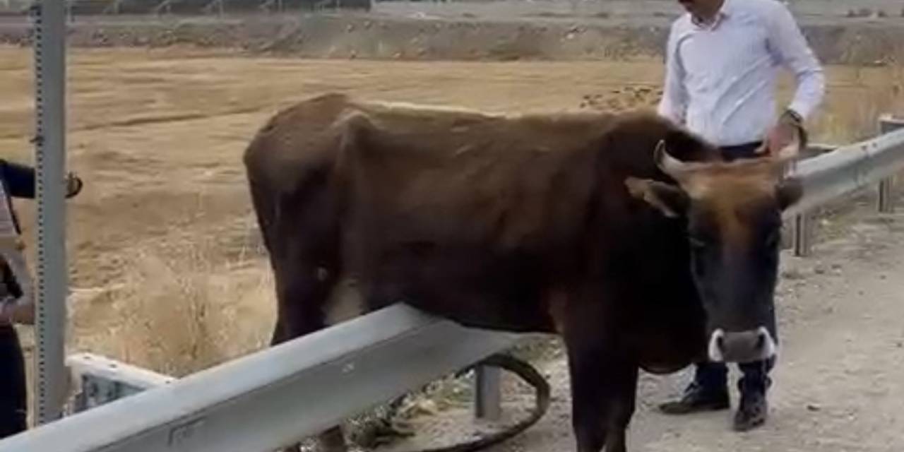 Kara Yolundaki Bariyerde Mahsur Kalan İnek Kurtarıldı