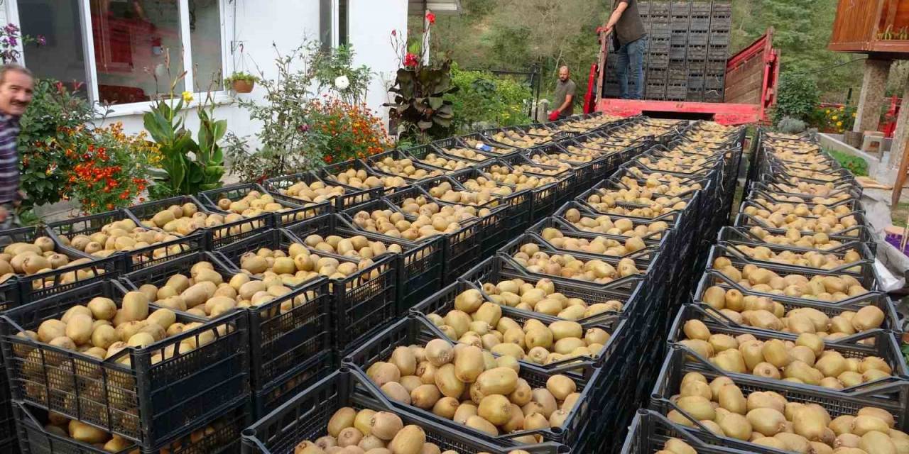 Hobi İçin Başlandı: Yıllık Getirisi 100 Milyon Tl