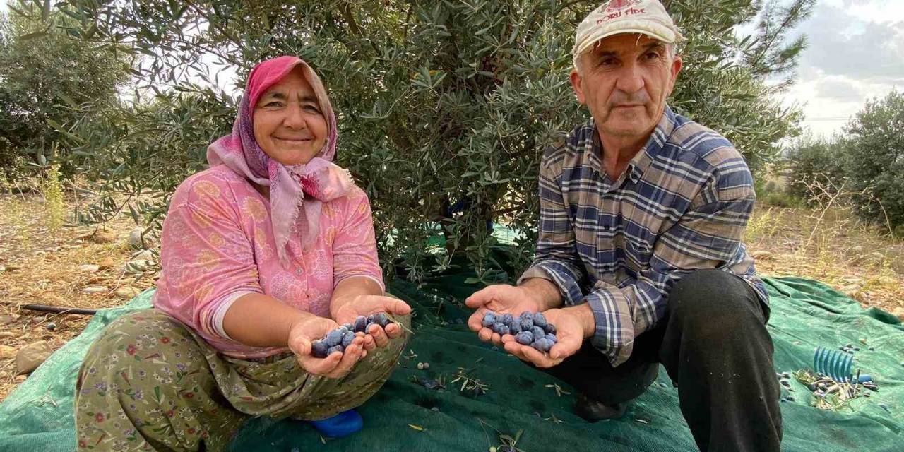 Antalya’da Şarkılı Türkülü Zeytin Hasadı