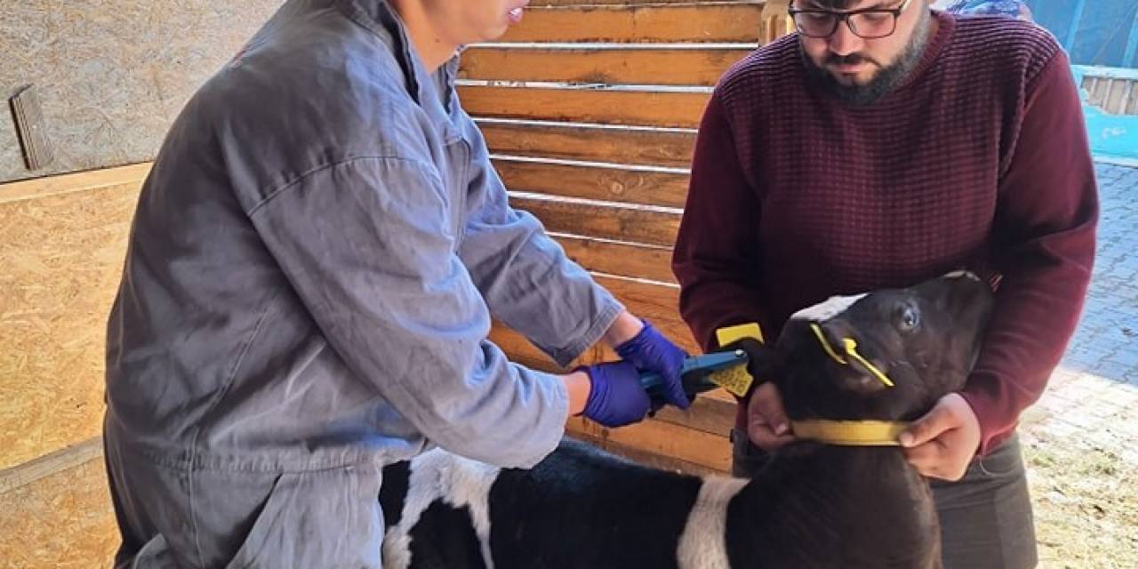 Gediz’de Büyükbaş Hayvanlara Şap Aşısı Uygulaması