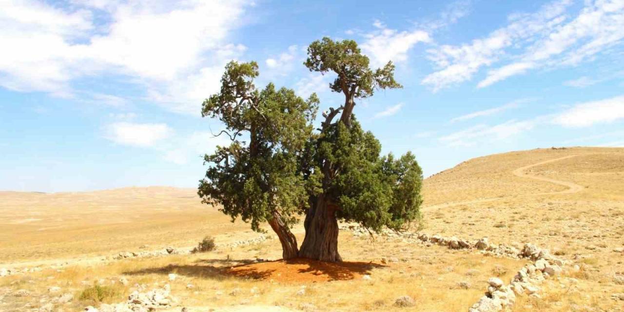 Kahramanmaraş’ta Yalnız Ardıç Ağacı