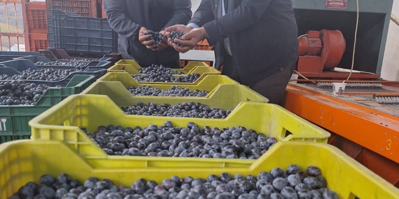 Sarıgöl’de Zeytin Hasadına Başlandı