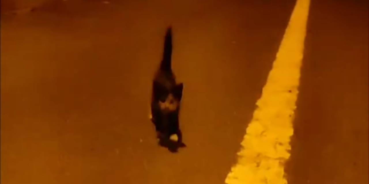 Arnavutköy’de Otoyol Kenarındaki Yavru Kedi Tır Sürücüsünün Dikkati Sayesinde Kurtuldu