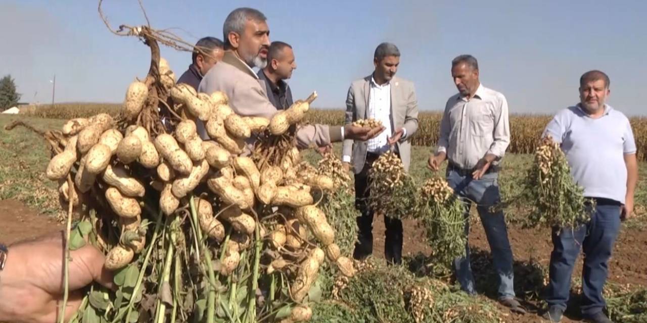 Harran Ovası’nda Yer Fıstığı Bereketi