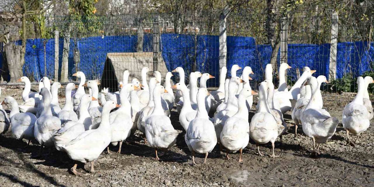 Yöresel Tat ‘Tirit’ İçin Kaz Yetiştiriyorlar