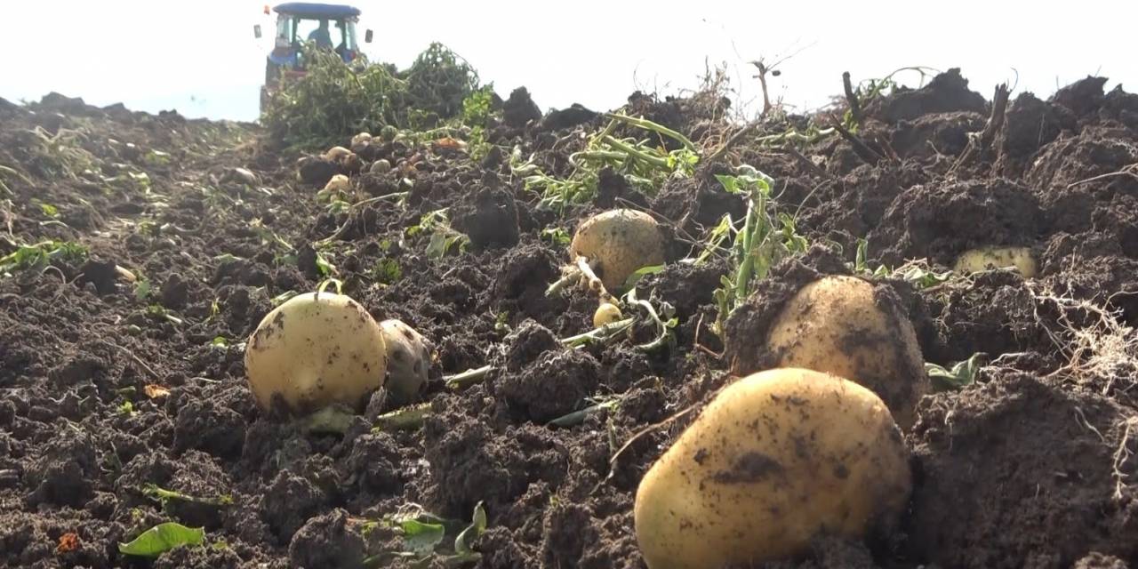 Muşlu Kadınların Patates Hasadı Mesaisi