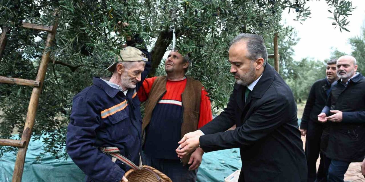 Bursa’nın Zeytininde Hasat Vakti