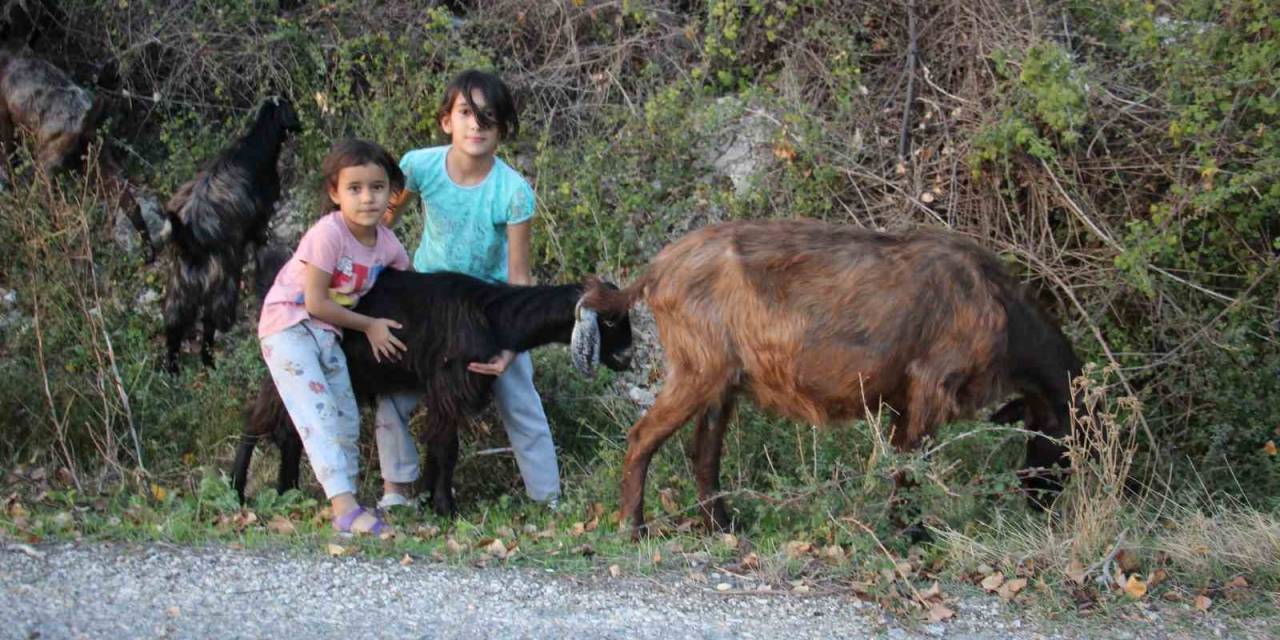 Hem Kardeşine, Hem De Keçilere Bakıyor