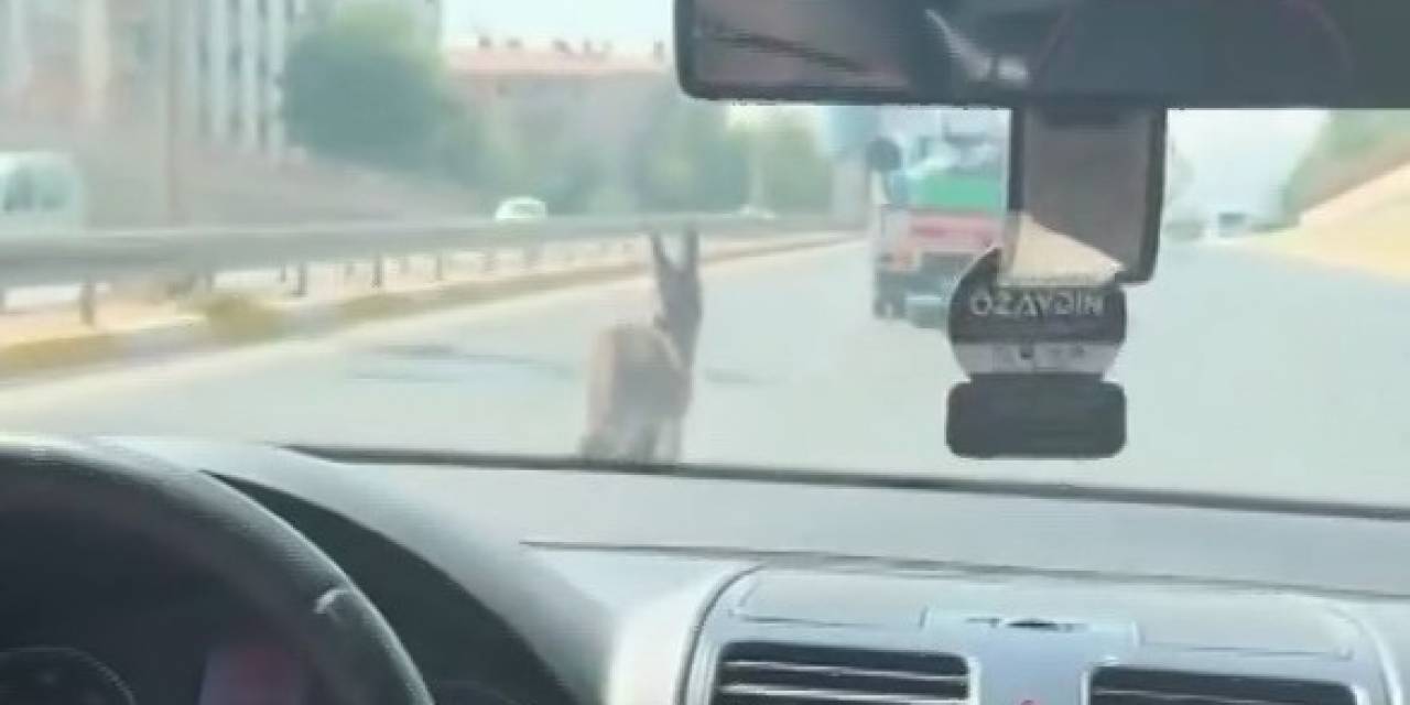 Şanlıurfa’da İnatçı Eşek Trafiği Birbirine Kattı