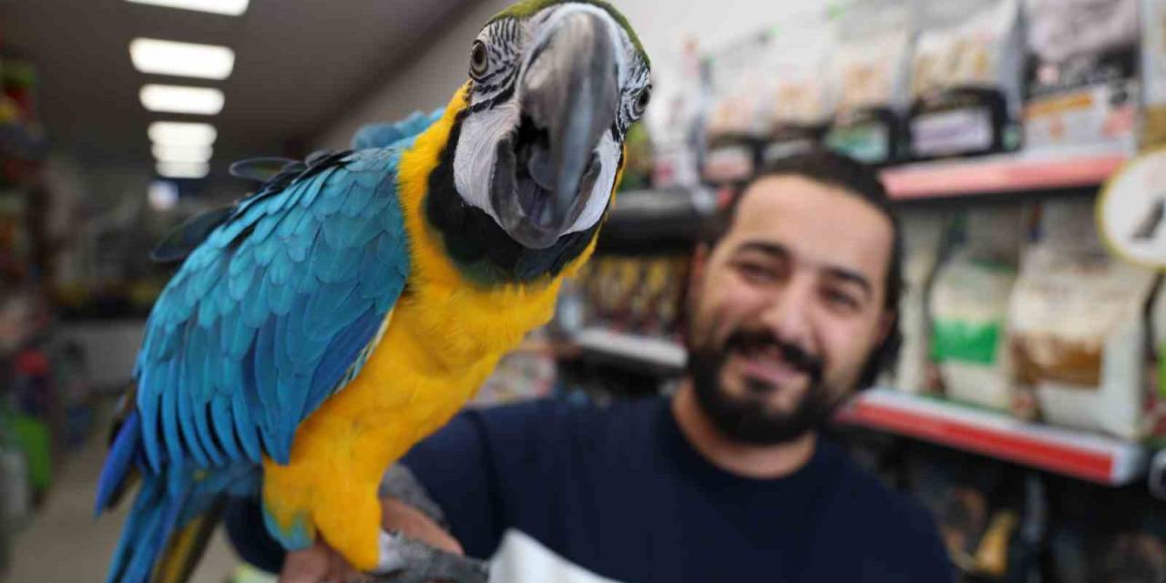 Dünyanın En Havalı Papağanı Güzelliği Ve Fiyatıyla Dikkat Çekiyor
