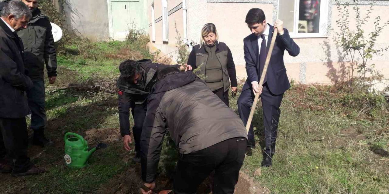 Pazaryeri’nde Fidanlar Toprakla Buluştu