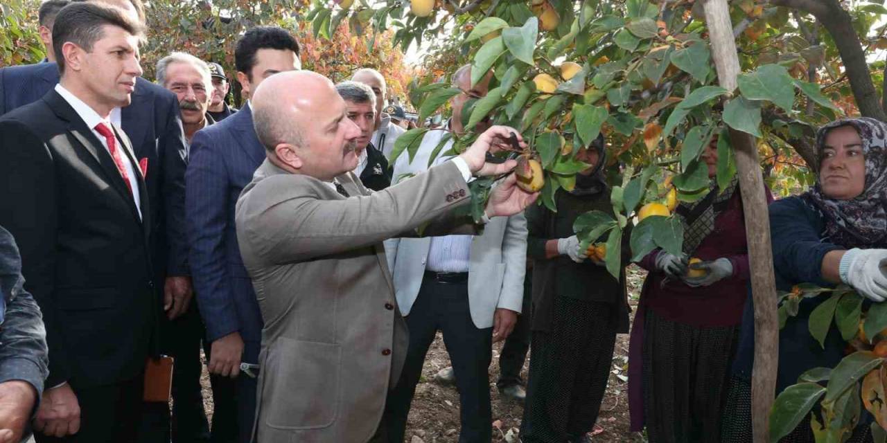 Gölbaşı İlçesinde Hurma Hasadı Başladı