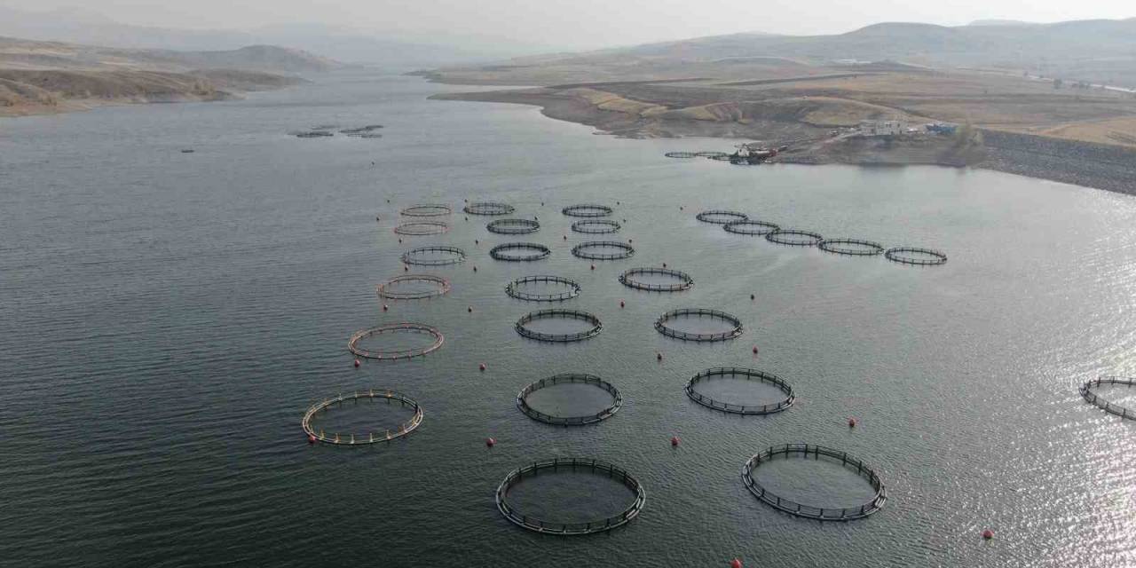 Türk Somonları İhracat Yolunda