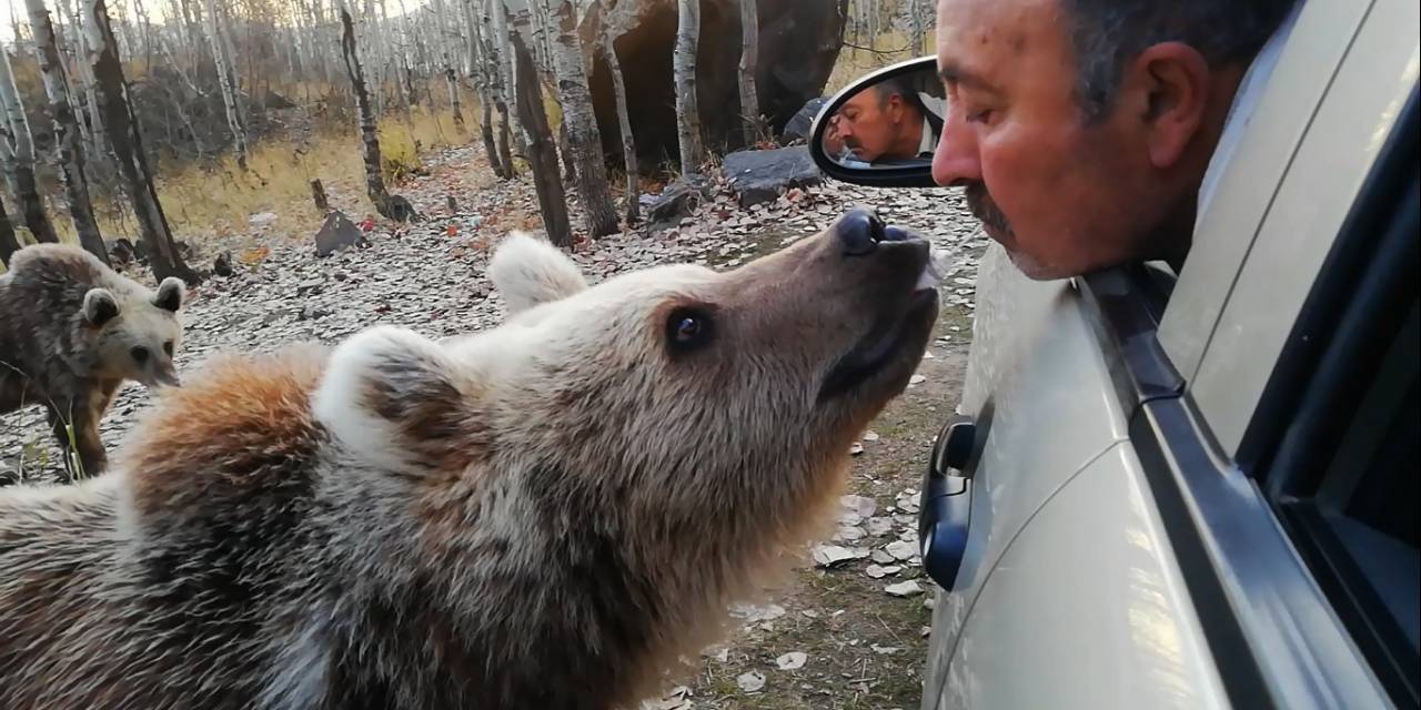 Boz Ayıyı Bu Sefer Ağzıyla Besledi