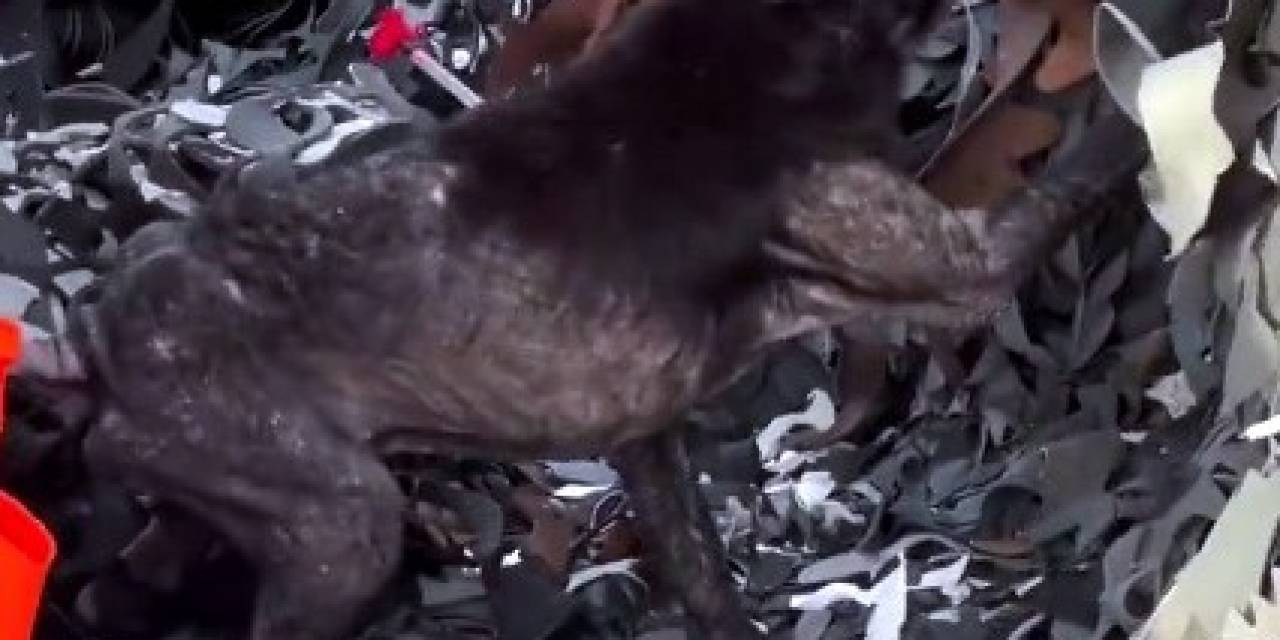 Ayağına Lastik Dolanan Köpeğin Yardımına Hayvanseverler Yetişti