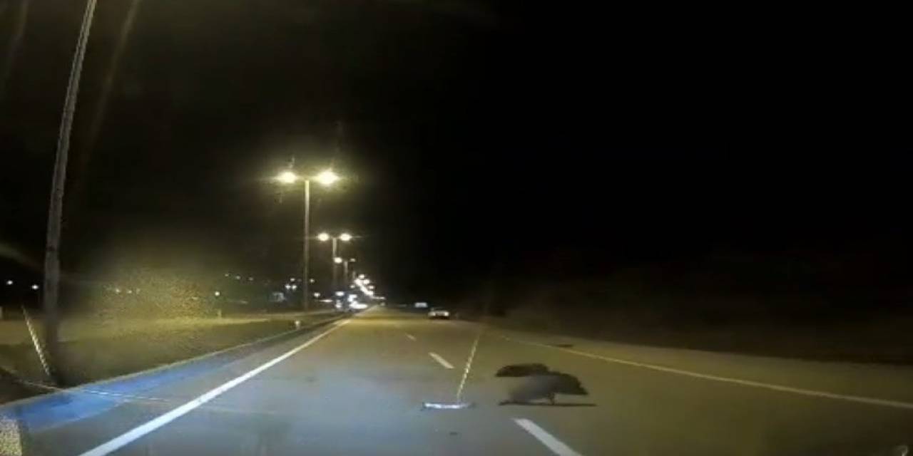 Kızılcahamam’da Yabani Hayvanlar Yollara İndi