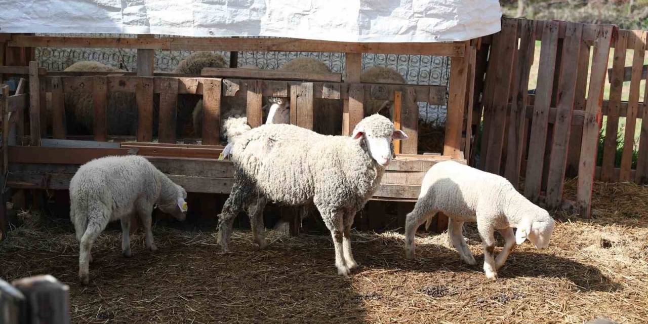 Üretici Kadınlara Merkezefendi Belediyesi’nden Yüz Güldüren Destek