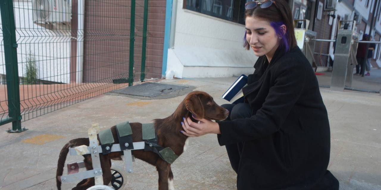 Yurt Bahçesinde Kalan “Şanslı”, Öğrencilerin İlgi Odağı Oldu