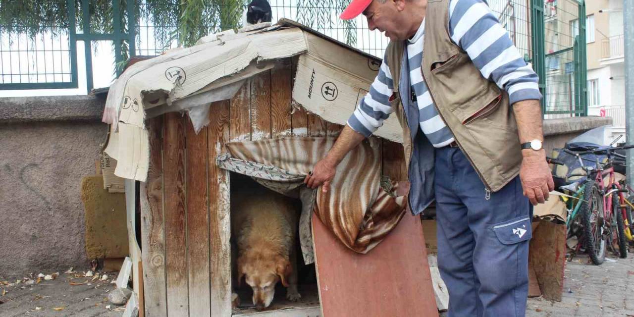 22 Senedir Beslediği Kedilerin Ve Köpeği ’tombik’in Mamasını Eksik Etmiyor