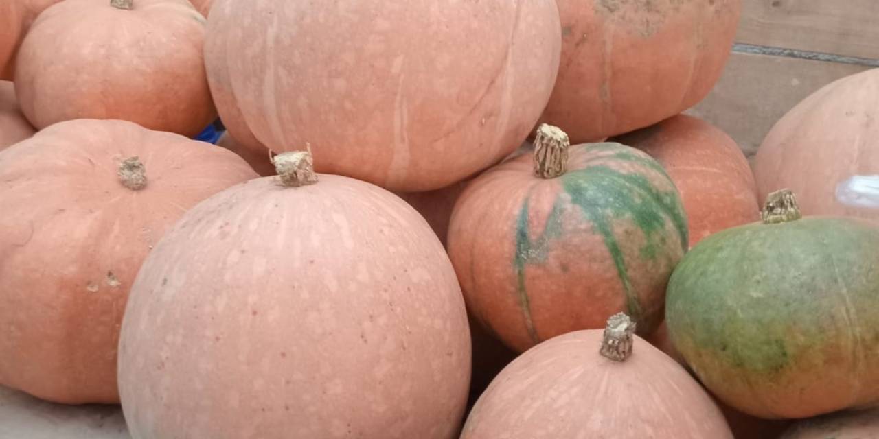 Aynı Tohumdan 10 Kat Fazla Ürün Aldı